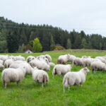 Mączka rybna dla owiec i kóz: Wartościowe składniki, wartość odżywcza i zdrowie